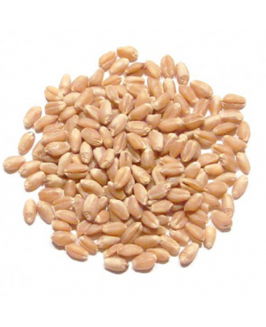 Wheat Bansi