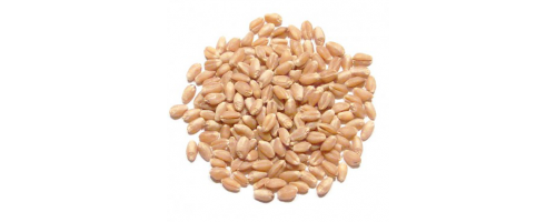 Wheat Bansi