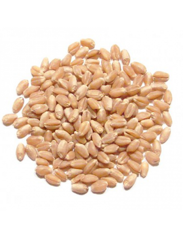 Wheat Bansi